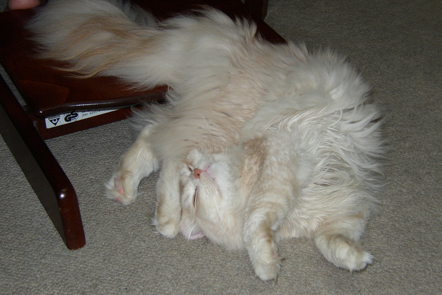 �{�l�͂܂��߂Ȃ̂ł��傤���H���΂��Ă��܂��܂��B